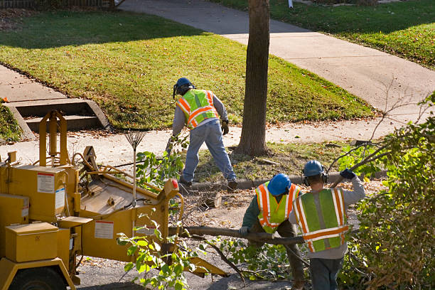 Best Fruit Tree Pruning  in Montrose, VA