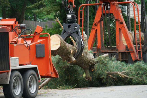 Trusted Montrose, VA Tree Services Experts