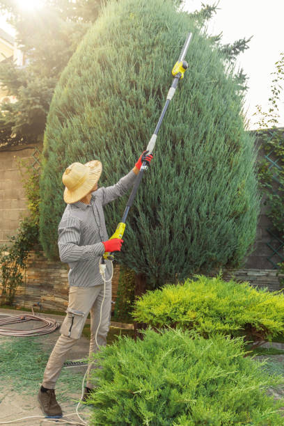 Best Tree Disease Treatment  in Montrose, VA